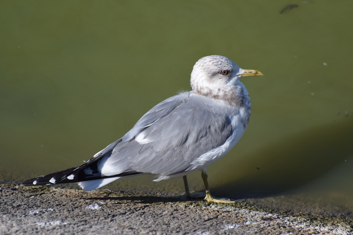 Short-billed Gull - ML24523641