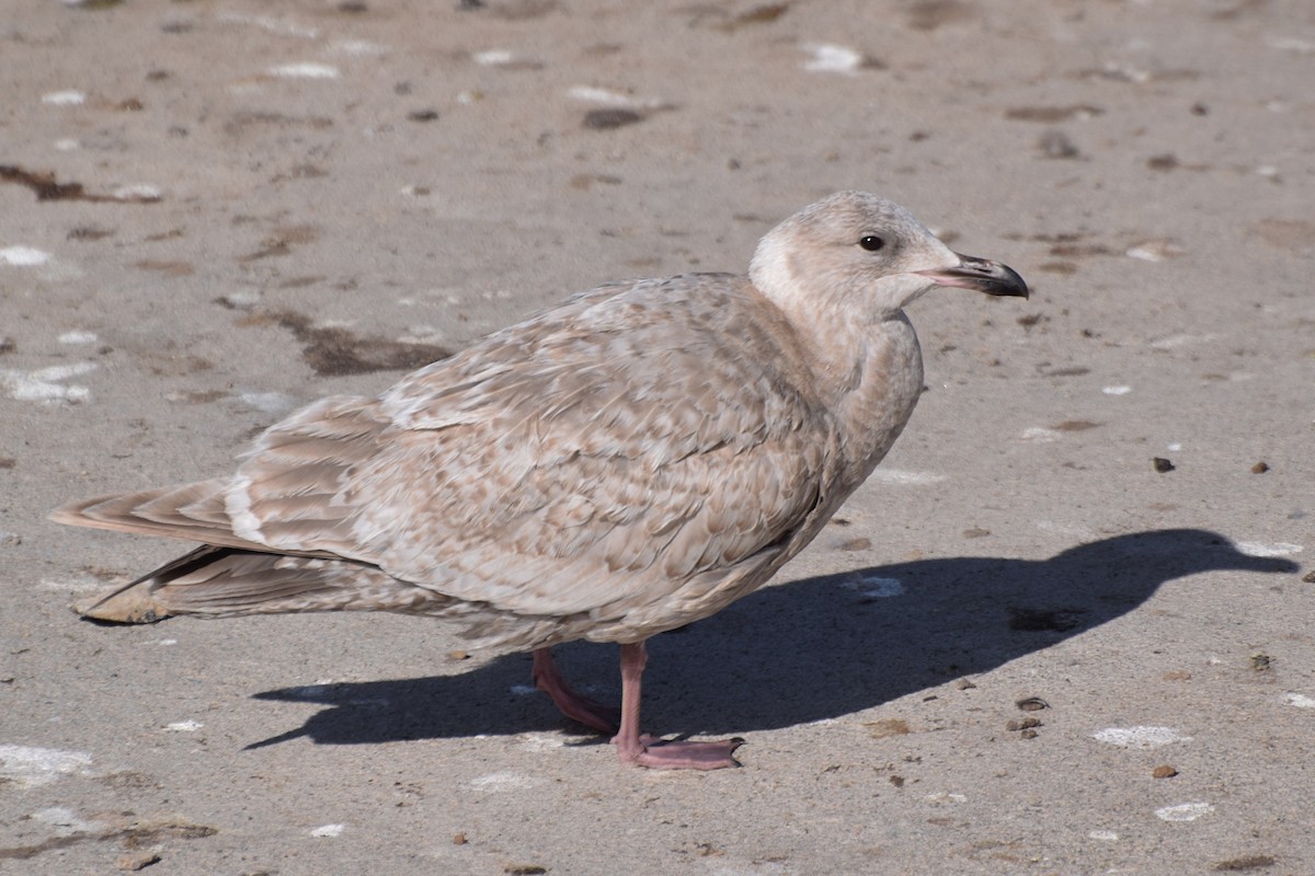 Herring x Glaucous-winged Gull (hybrid) - ML24523671