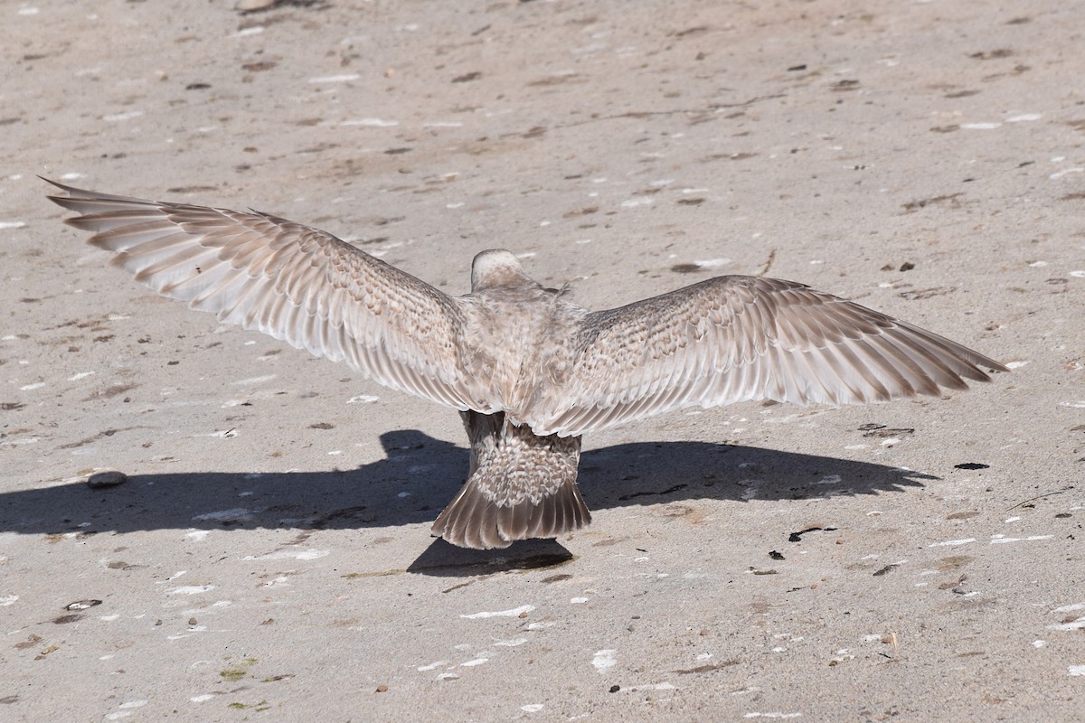 Herring x Glaucous-winged Gull (hybrid) - ML24523681