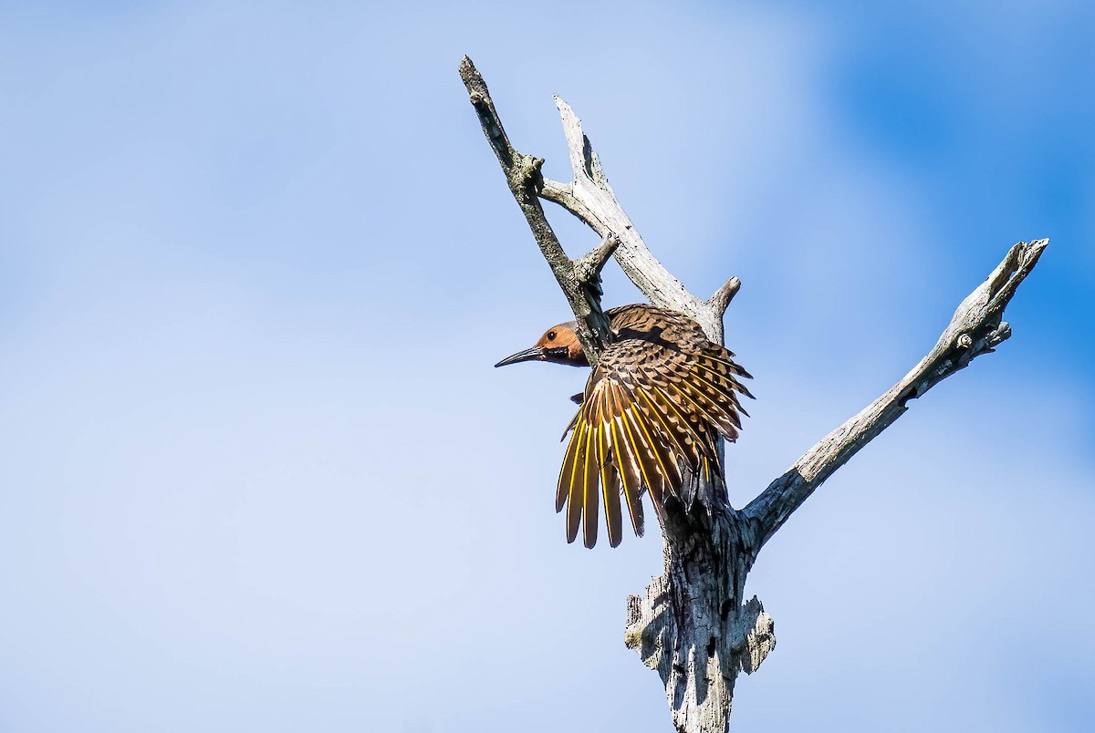 Northern Flicker - ML245237371