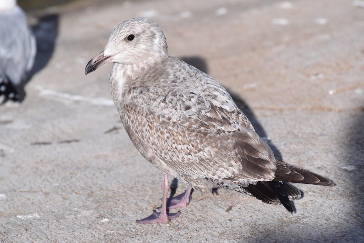 Gaviota Argéntea - ML24523751