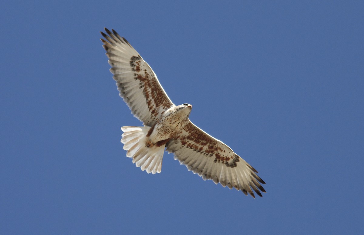 Ferruginous Hawk - Jerry Liguori