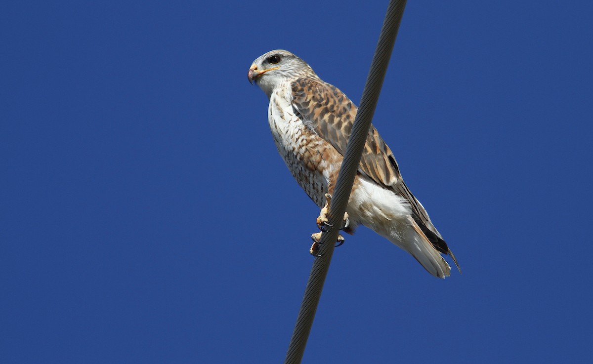 Ferruginous Hawk - Jerry Liguori