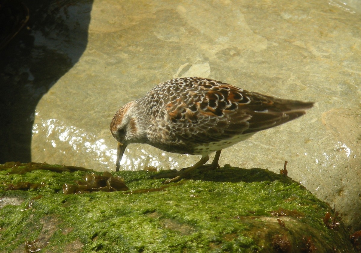 Rock Sandpiper - Oscar Johnson