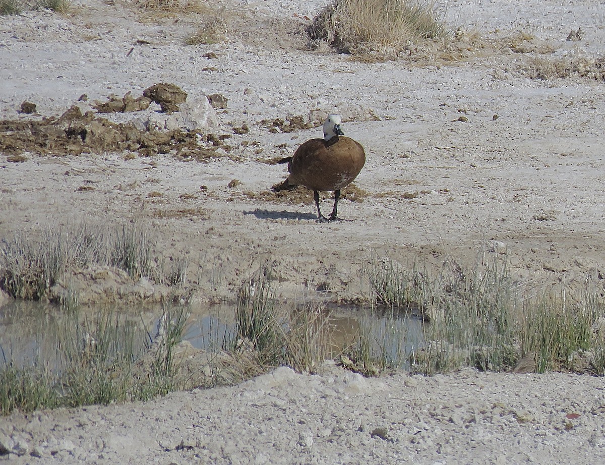 South African Shelduck - ML245240531