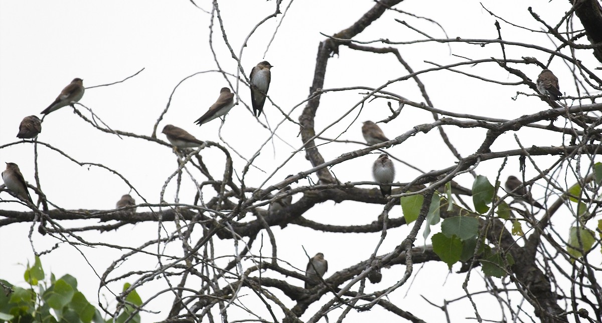 Northern Rough-winged Swallow - ML245240561