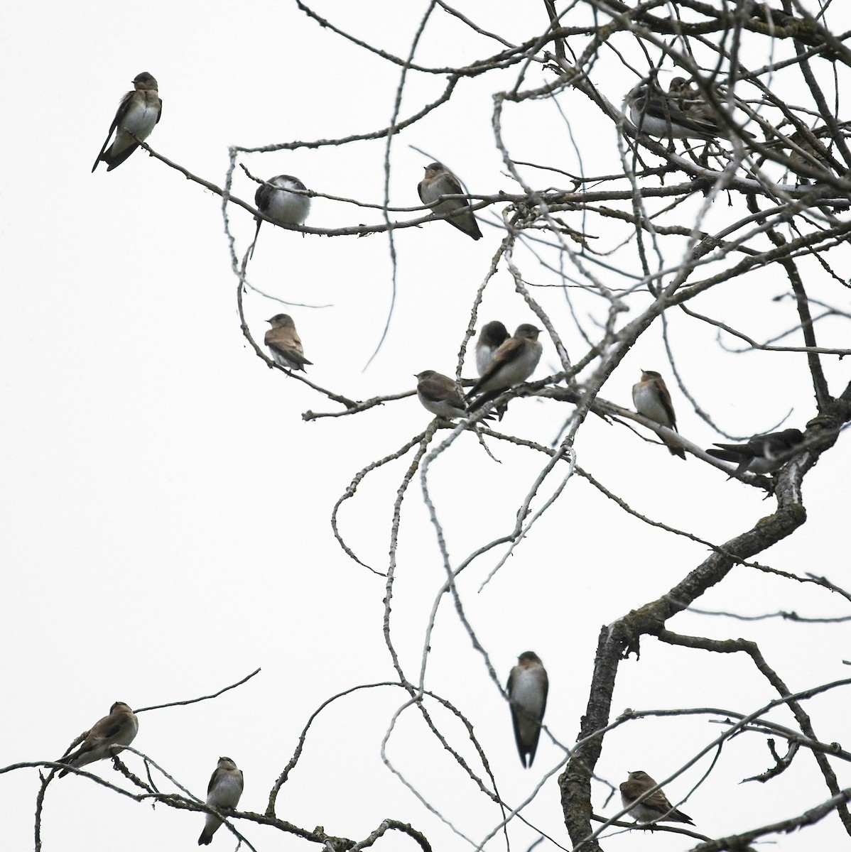 Northern Rough-winged Swallow - ML245240571