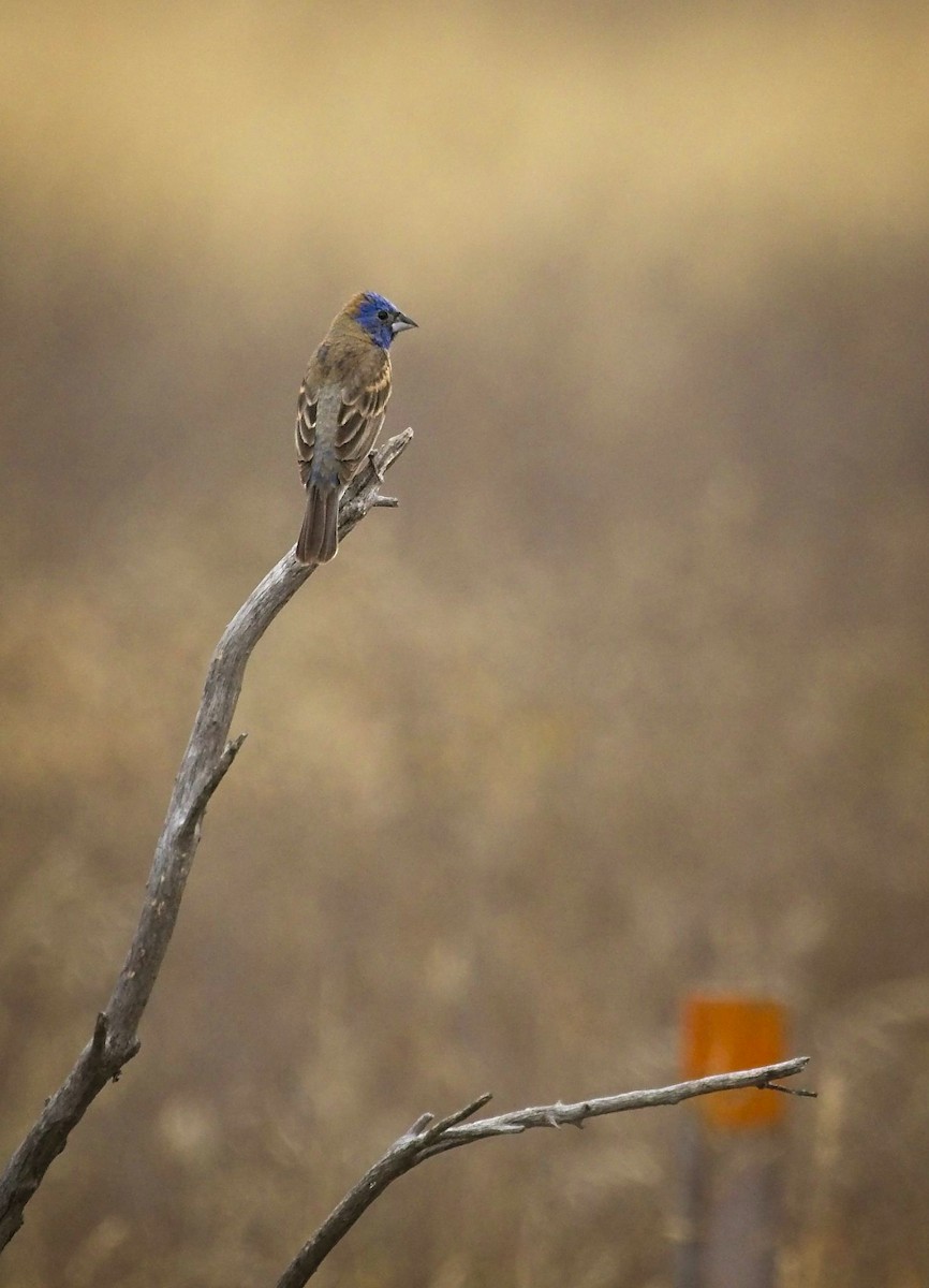 Blue Grosbeak - ML245242541