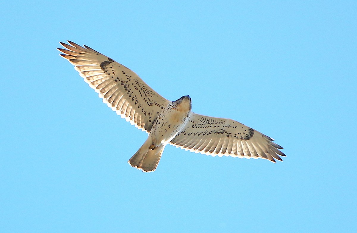 Ferruginous Hawk - ML245243111