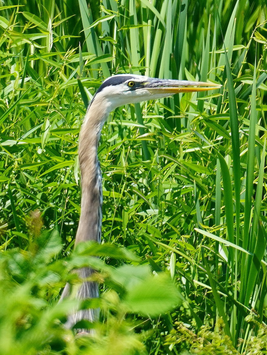 Great Blue Heron - ML245243181