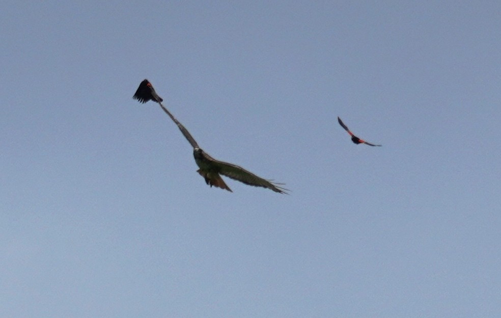 Red-tailed Hawk - Gary Fogerite