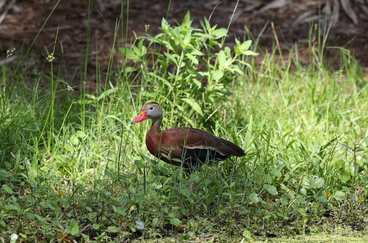 rødnebbplystreand (fulgens) - ML245243371