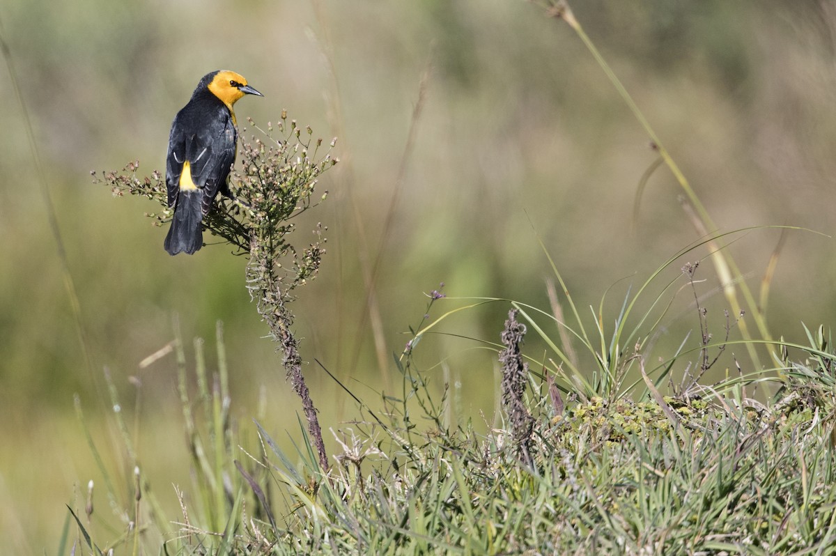 Saffron-cowled Blackbird - ML245243521