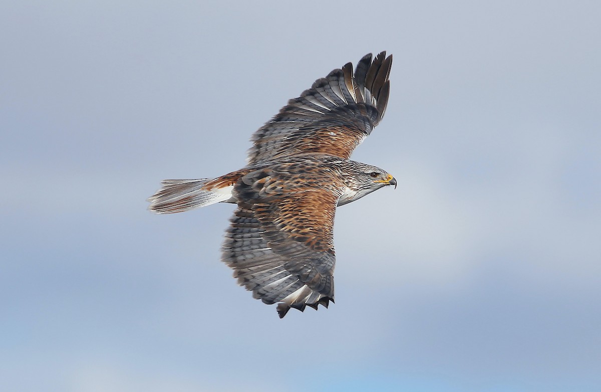 Ferruginous Hawk - Jerry Liguori