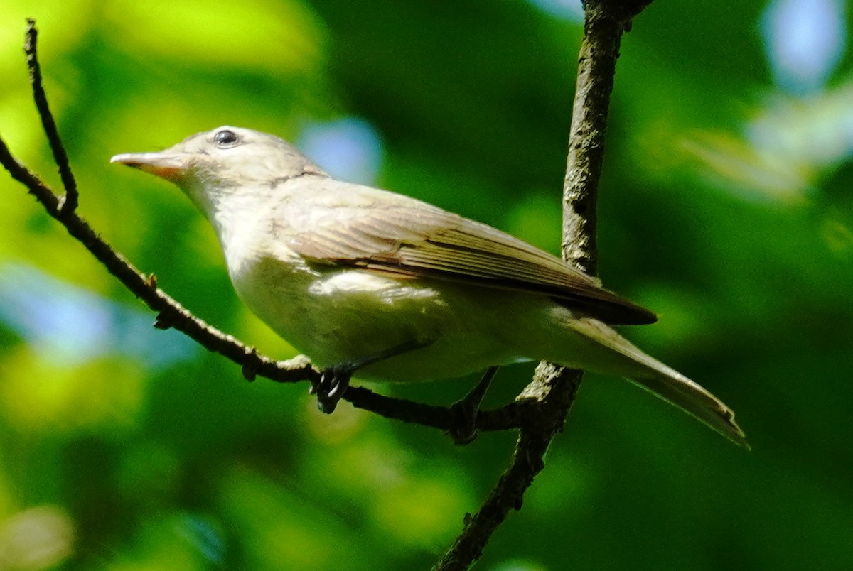 Warbling Vireo - Gary Fogerite