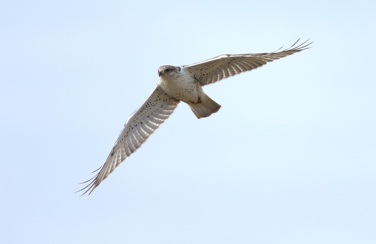 Ferruginous Hawk - ML245244291