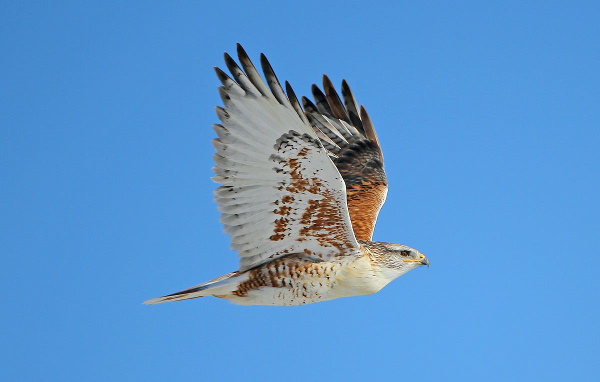 Ferruginous Hawk - ML245245111