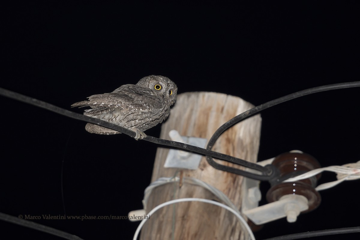 Cyprus Scops-Owl - Marco Valentini