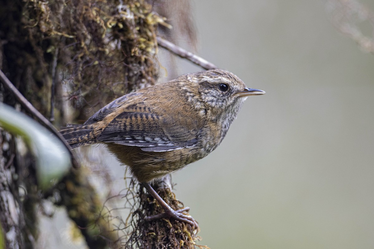 Timberline Wren - Guillermo  Saborío Vega