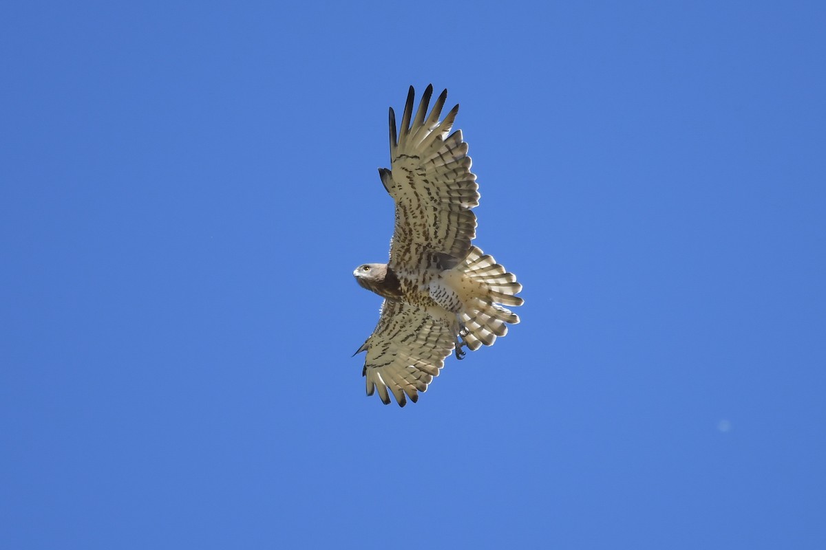 Short-toed Snake-Eagle - ML245250351