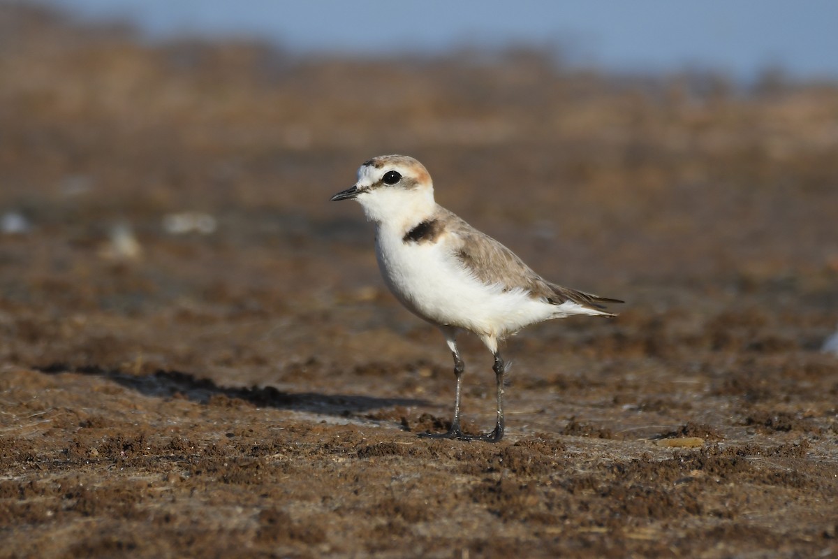 Kentish Plover - Santiago Caballero Carrera