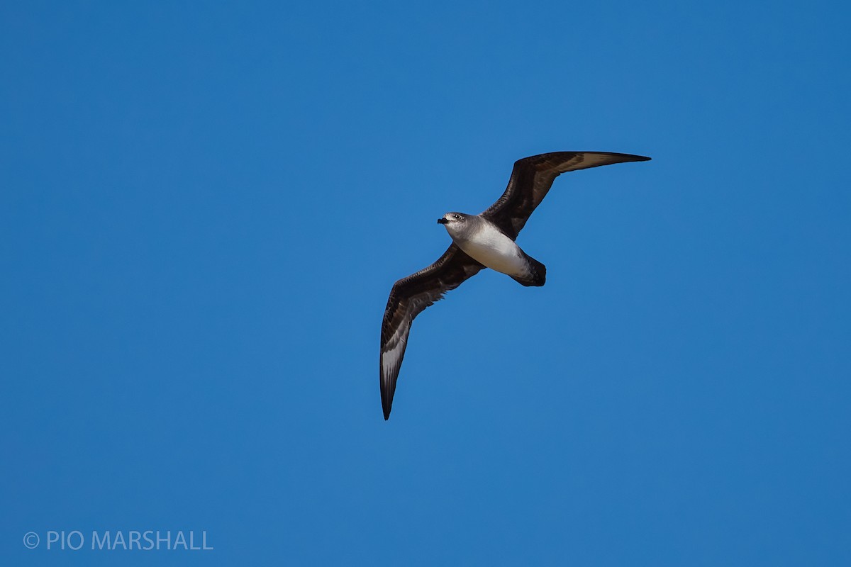 Herald Petrel - Pio Marshall