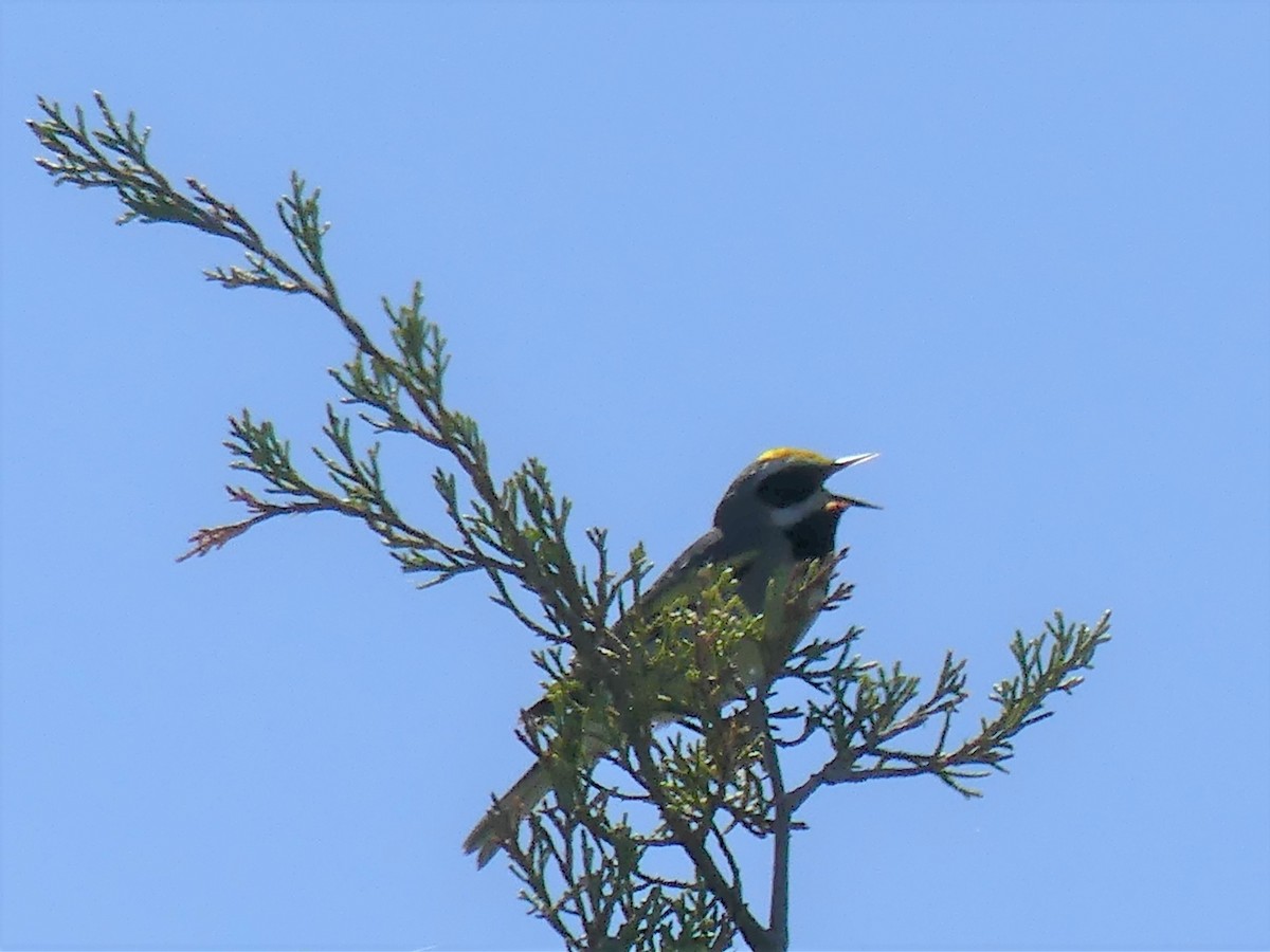 Golden-winged Warbler - ML245252311