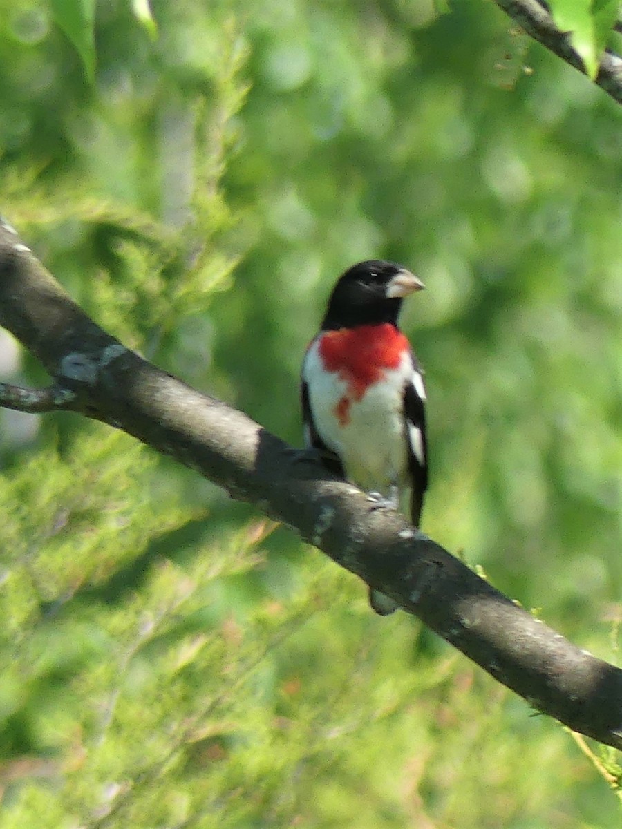 Cardinal à poitrine rose - ML245252401