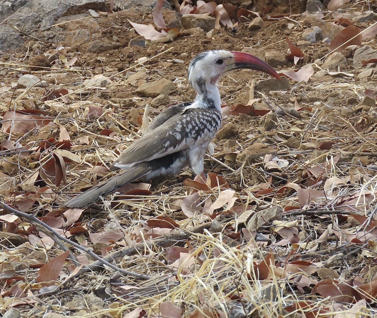 Damara Red-billed Hornbill - ML245252621