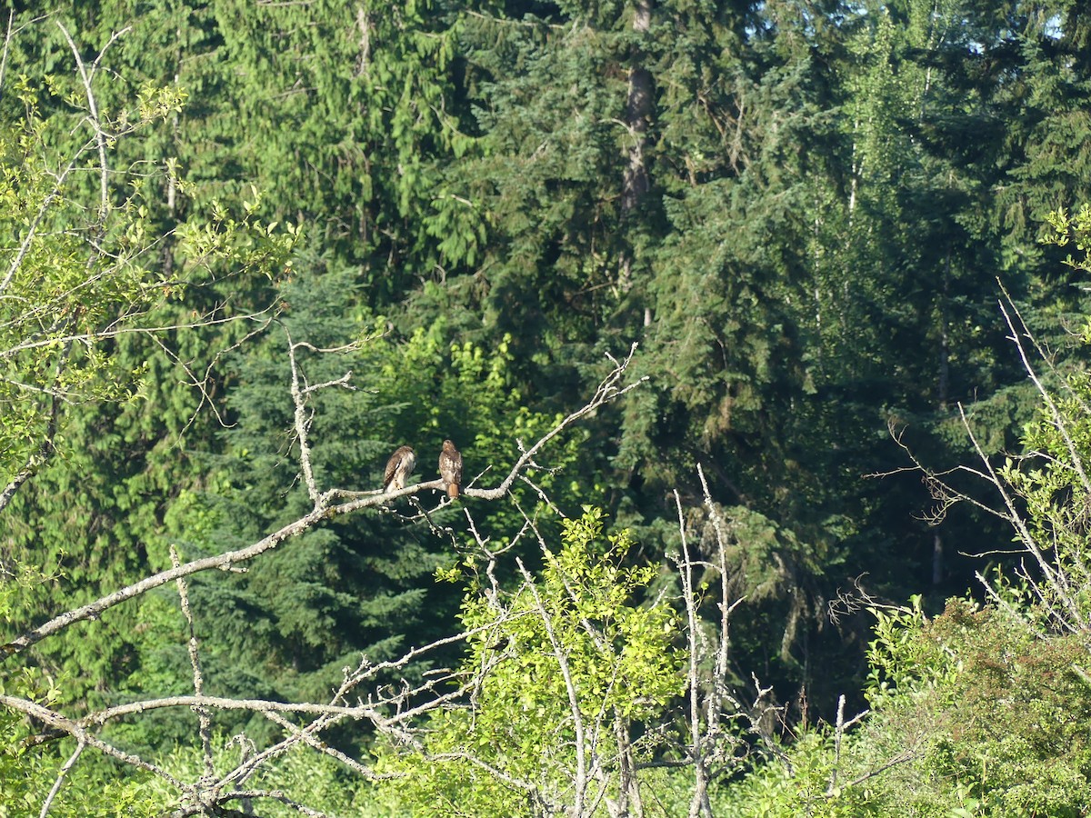 Red-tailed Hawk - ML245253721