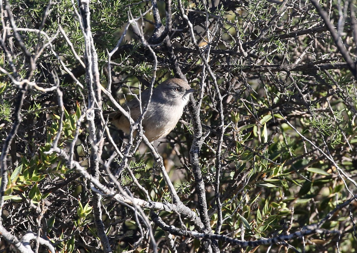 Patagonian Canastero - Steve James