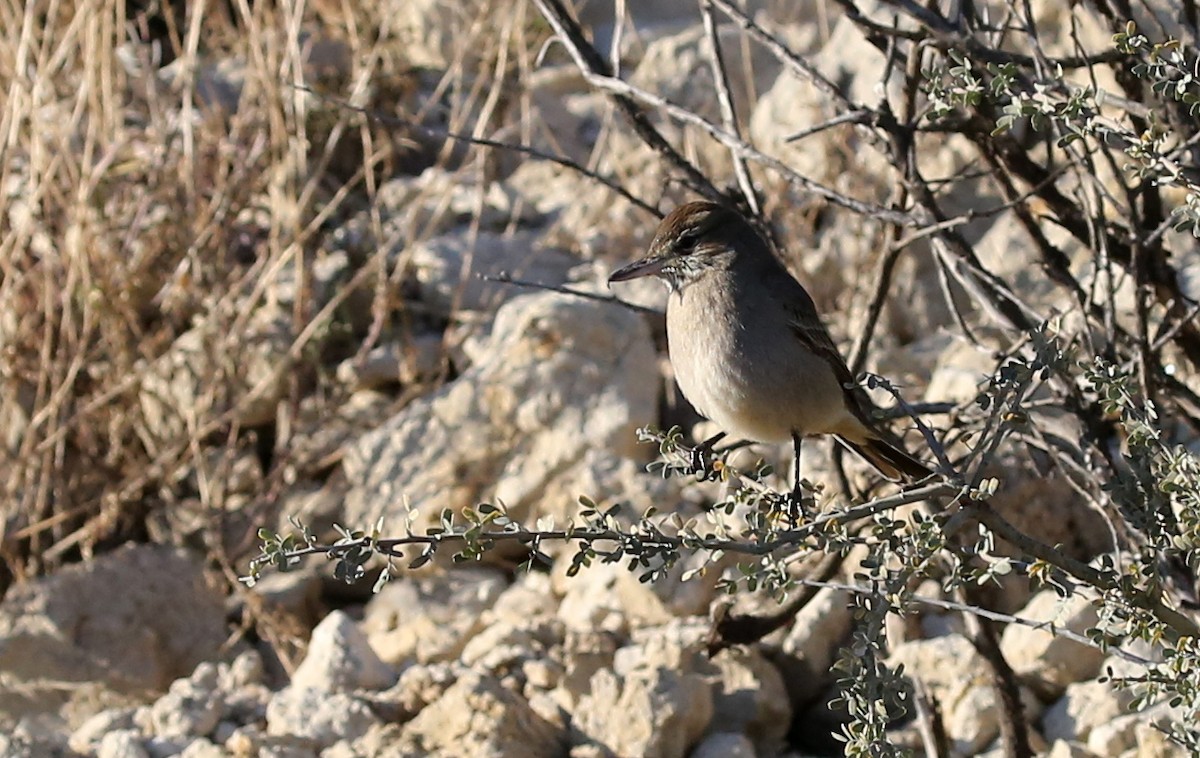 Gray-bellied Shrike-Tyrant - ML245253881