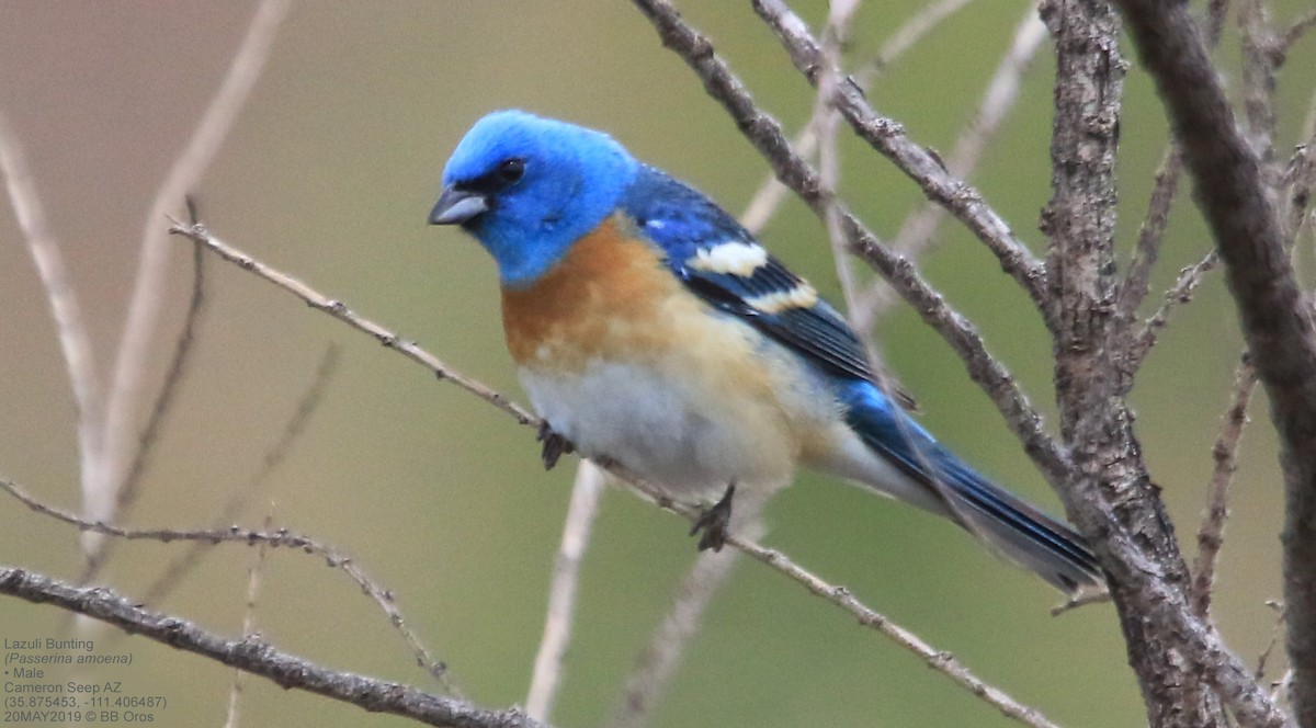 Lazuli Bunting - ML245254151