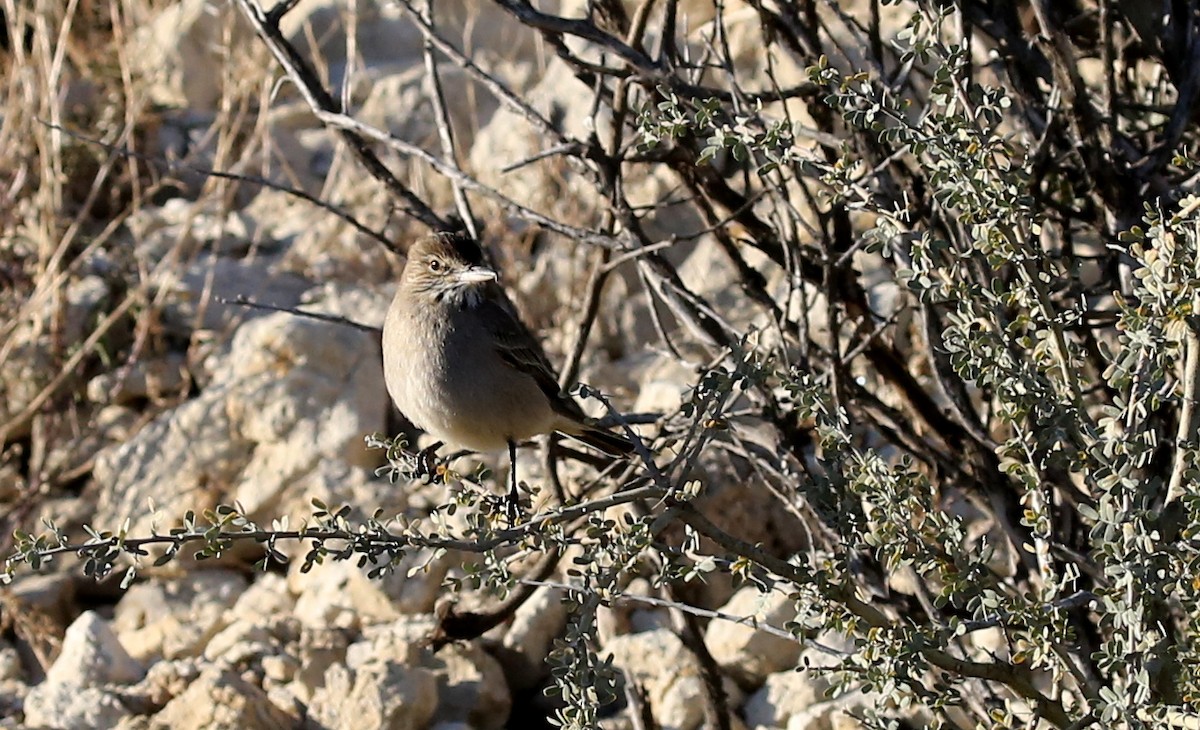 Gray-bellied Shrike-Tyrant - Steve James