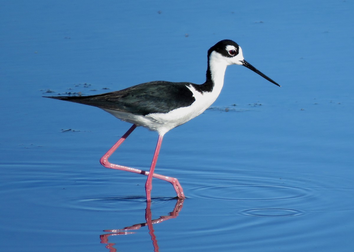 Black-necked Stilt - ML245254601