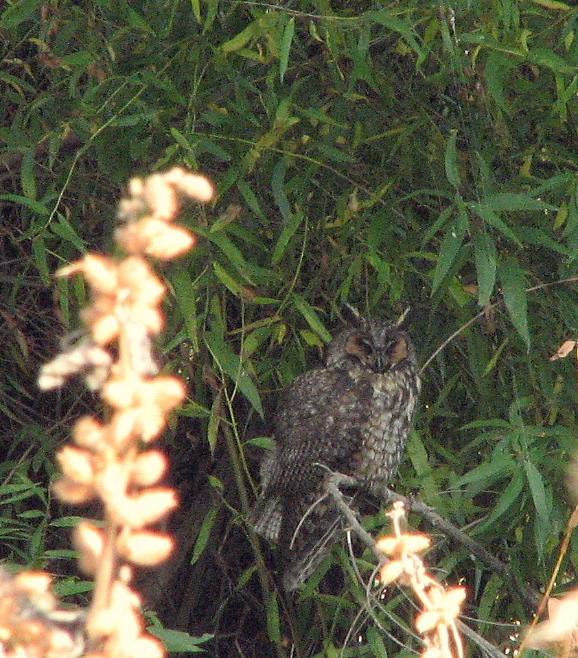 Long-eared Owl - ML245254771