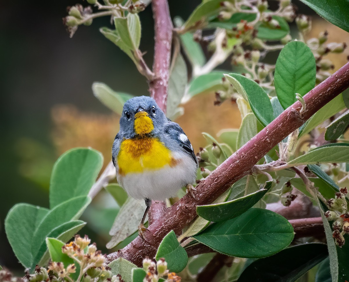 Northern Parula - Wm Box