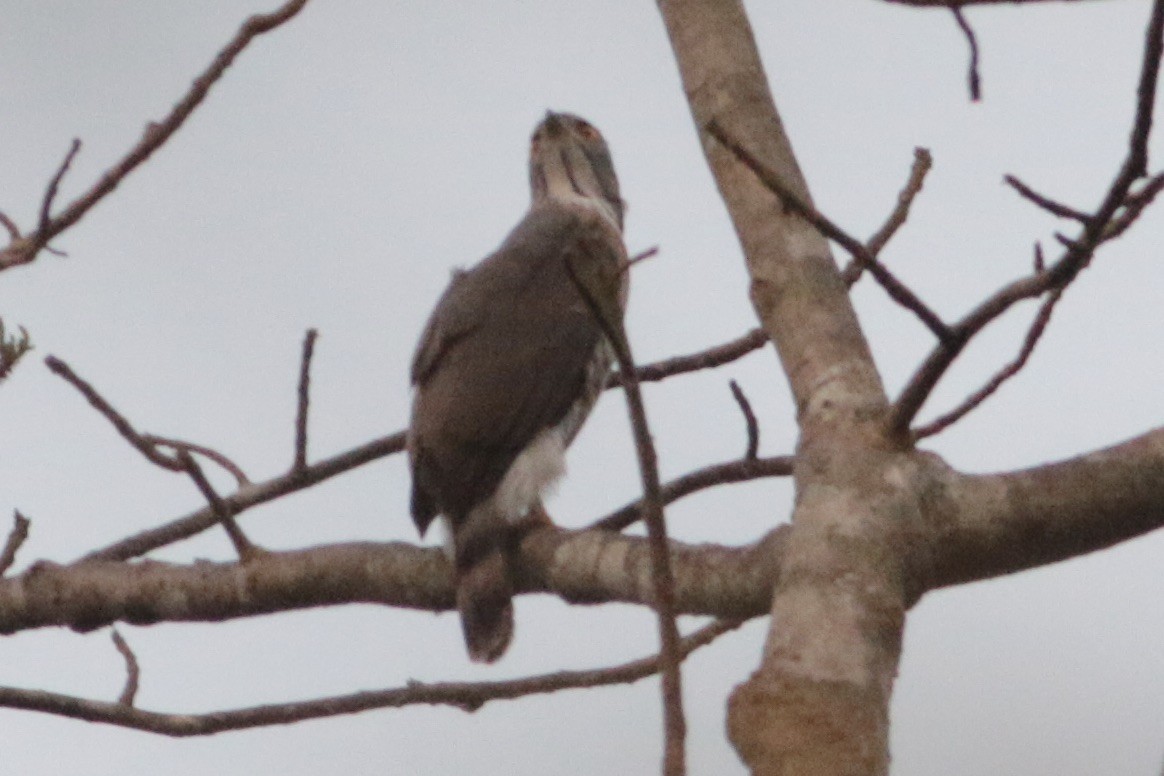 Crested Goshawk - John Diener