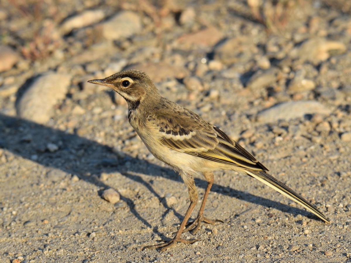 Western Yellow Wagtail (iberiae) - ML245255851