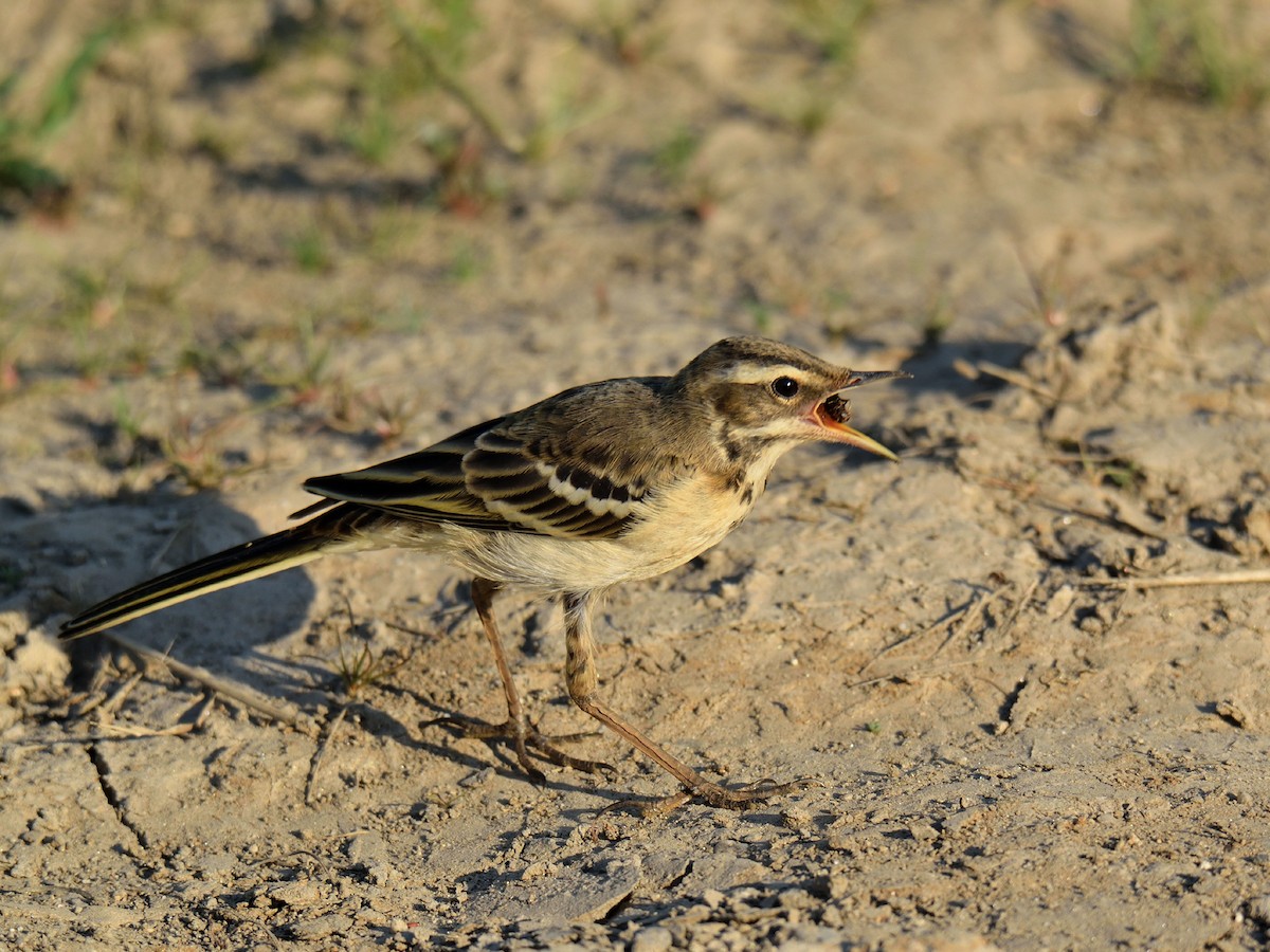 Lavandera Boyera (iberiae) - ML245255871