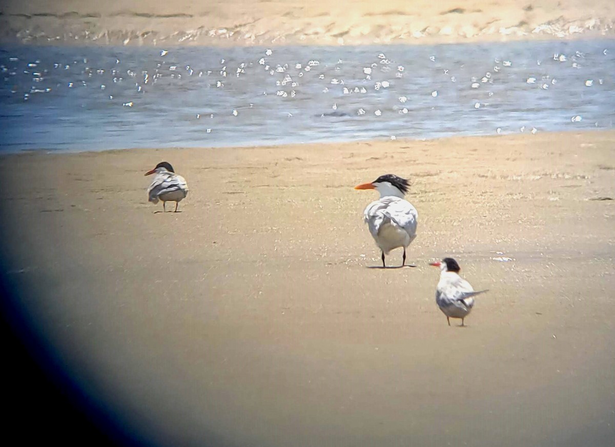 Royal Tern - ML245255941