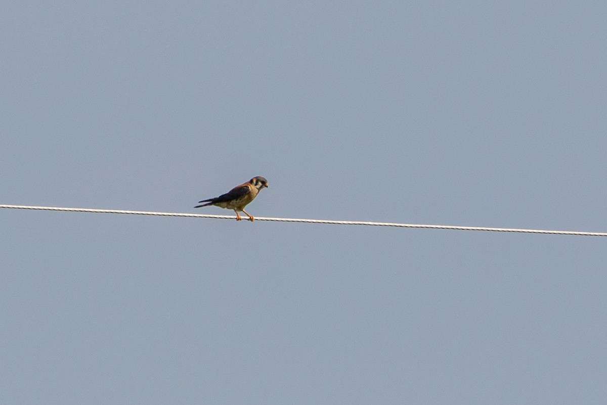 American Kestrel - ML245256791