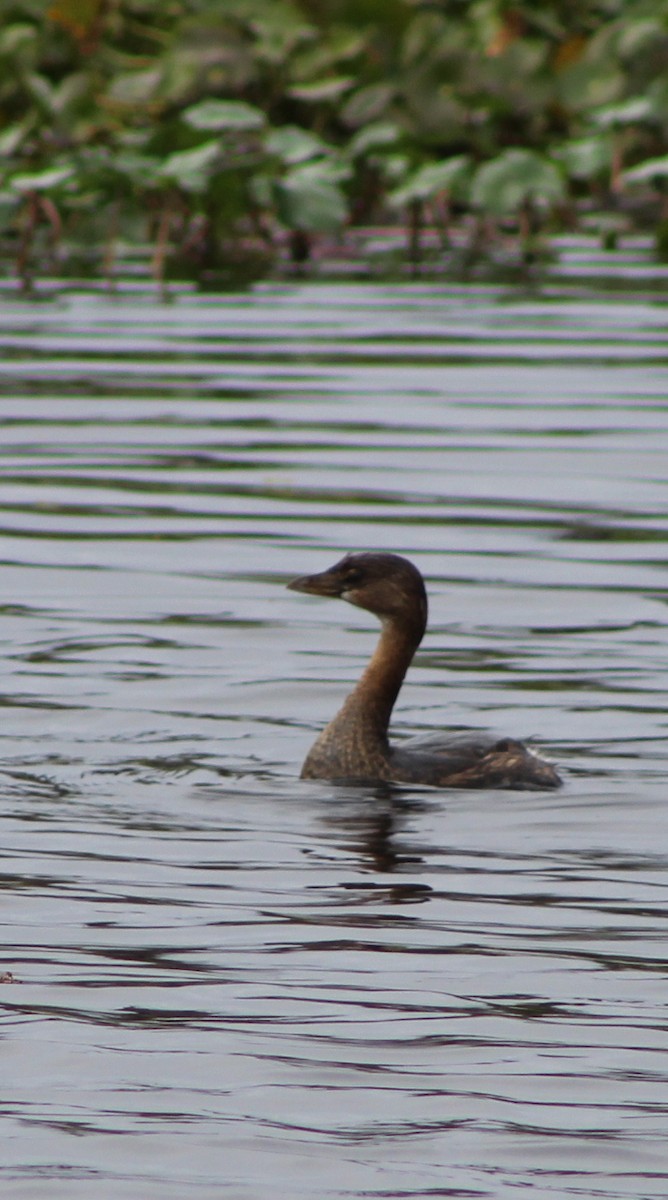 Pied-billed Grebe - ML24525741