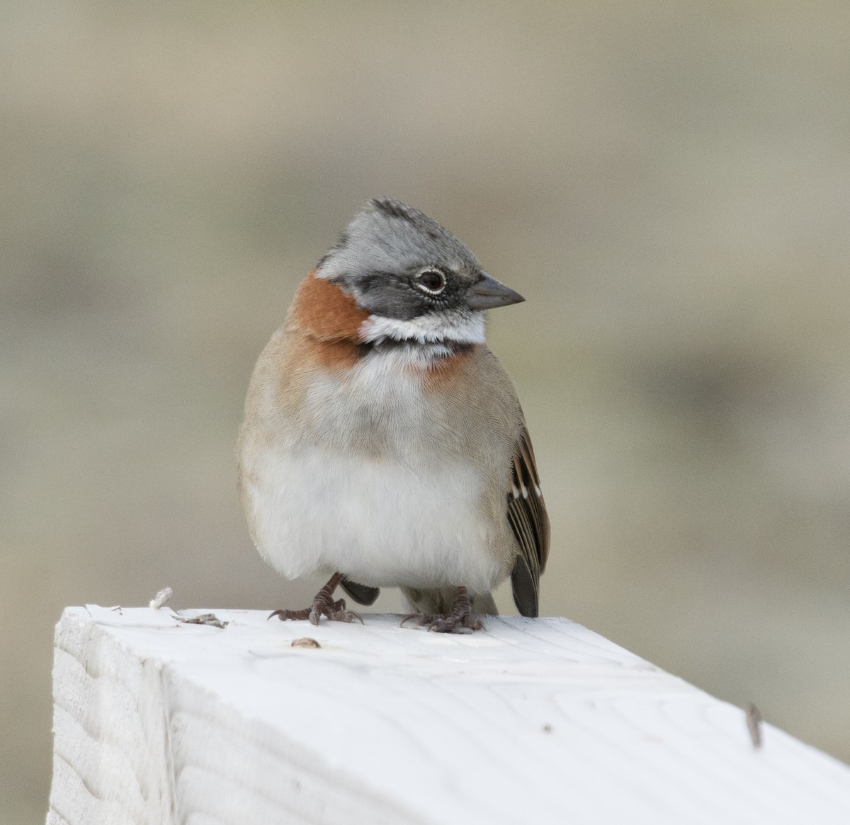 Rufous-collared Sparrow - Diego Villagran