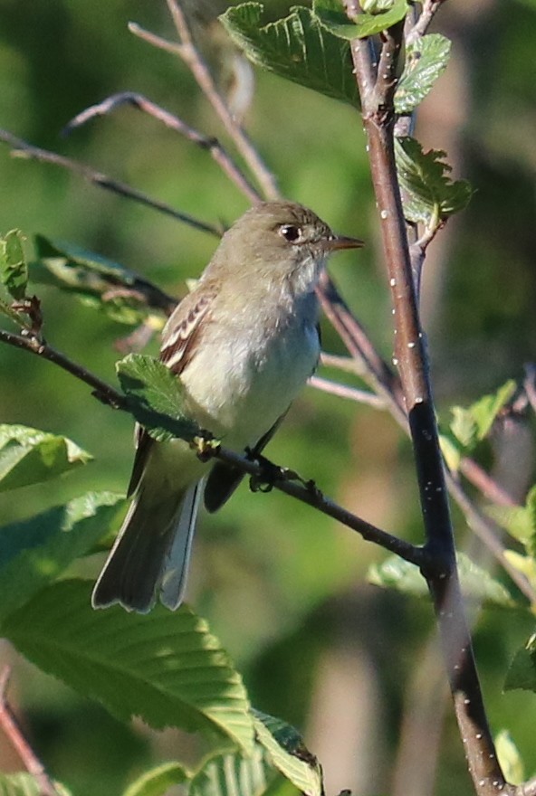 Alder Flycatcher - ML245257861