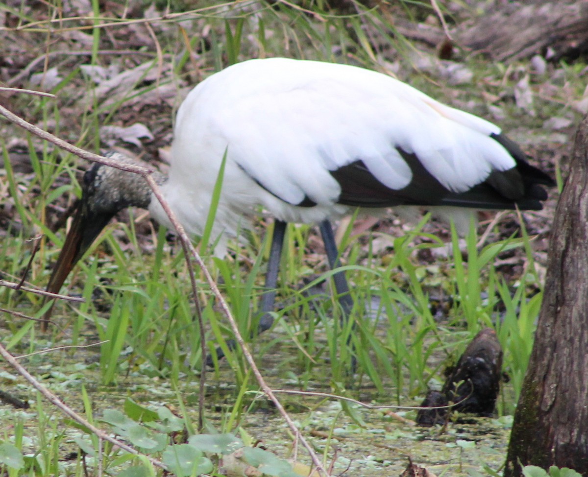 Wood Stork - ML24525801