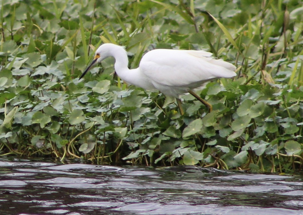 Snowy Egret - ML24525821