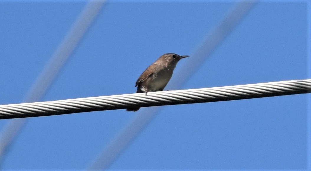 House Wren - Matt Lawing