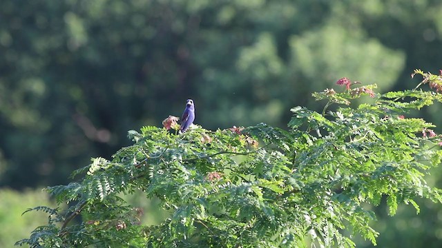 Blue Grosbeak - ML245260001