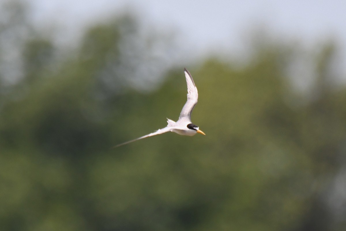 Least Tern - Ron Hirsch